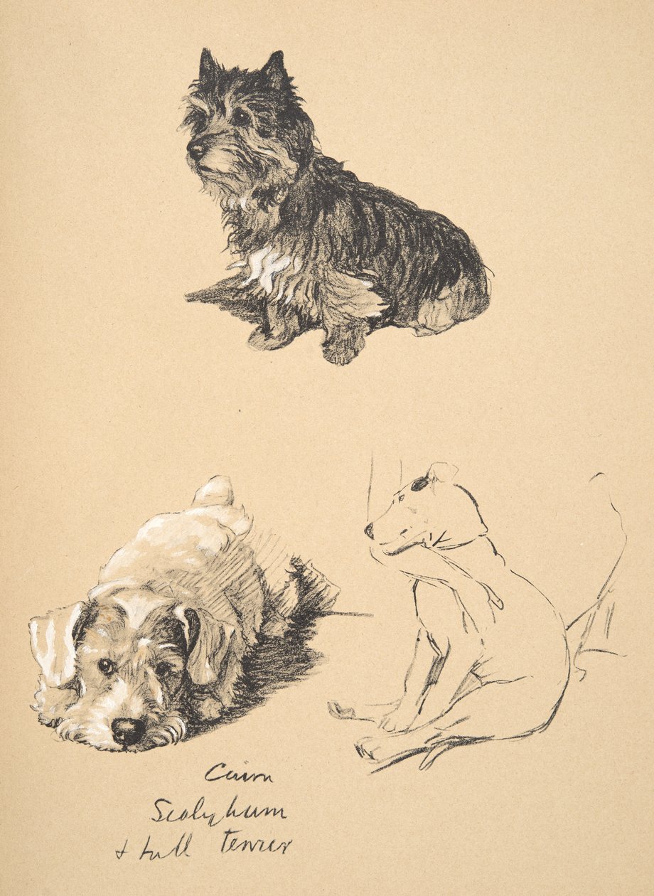 Cairn, Sealyham i Bull Terrier, 1930, Ilustracje z jego Sketch Book używany do Just Among Friends, Aldin, Cecil Charles Windsor (1870-1935), później opublikowane przez Eyre i Spottiswoode Limited, 1934 autorstwa Cecil Charles Windsor Aldin