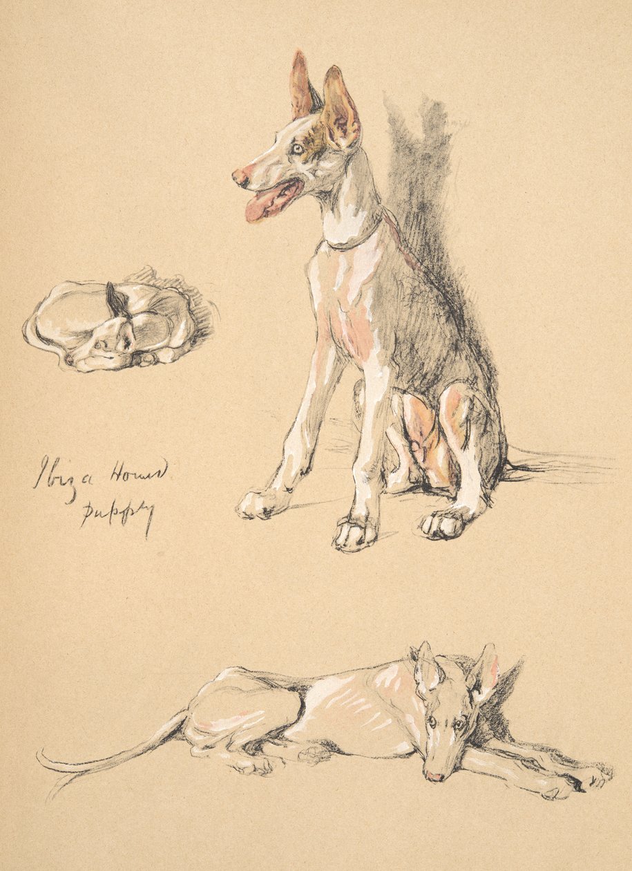 Ibiza Hound Puppy, 1930, Ilustracje z jego szkicownika używanego do Just Among Friends, Aldin, Cecil Charles Windsor (1870-1935), później wydane przez Eyre i Spottiswoode Limited, 1934, Chalk and Ch autorstwa Cecil Charles Windsor Aldin