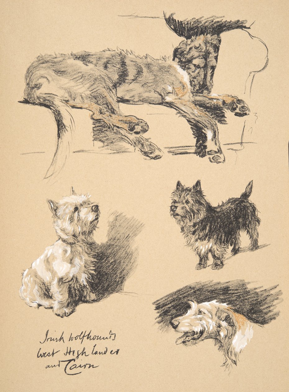 Wilczarz irlandzki, West Highlander and Cairn, 1930, Ilustracje z jego szkicownika użytego do „Just Among Friends”, Aldin, Cecil Charles Windsor (1870-1935), później wydane przez Eyre i Spottiswoode L. autorstwa Cecil Charles Windsor Aldin