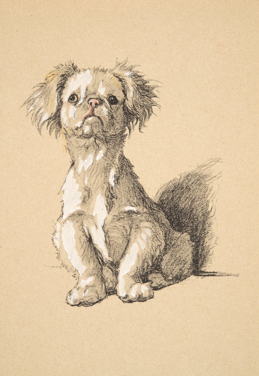 Peke, 1930, Ilustracje z jego szkicownika używanego do Just Among Friends, Aldin, Cecil Charles Windsor (1870-1935), później wydane przez Eyre i Spottiswoode Limited, 1934, Chalk and Charcoal na papierze autorstwa Cecil Charles Windsor Aldin