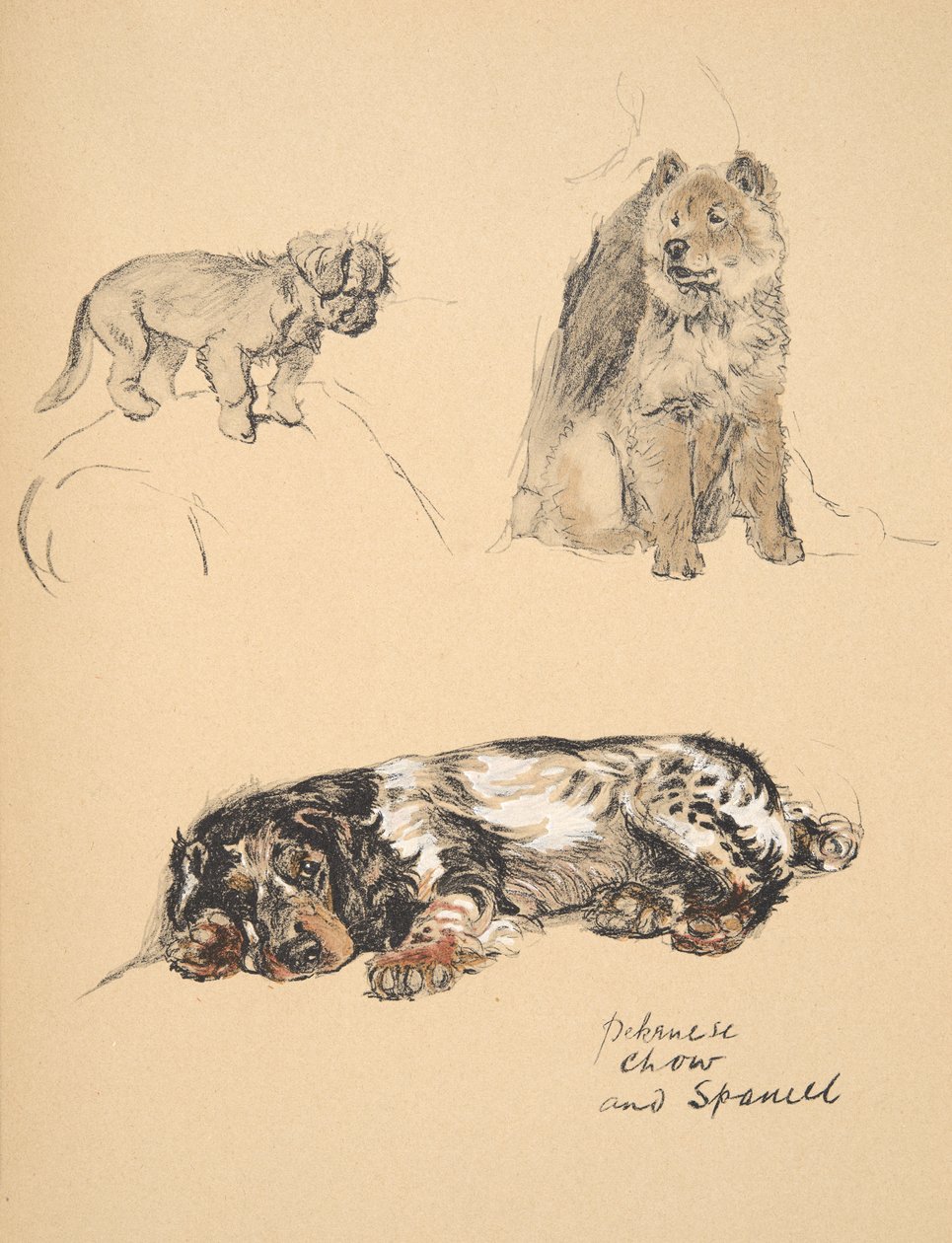 Pekińczyk, Chow i Spaniel, 1930, Ilustracje z jego szkicownika używanego do Just Among Friends, Aldin, Cecil Charles Windsor (1870-1935), później wydane przez Eyre i Spottiswoode Limited, 1934, Chal autorstwa Cecil Charles Windsor Aldin