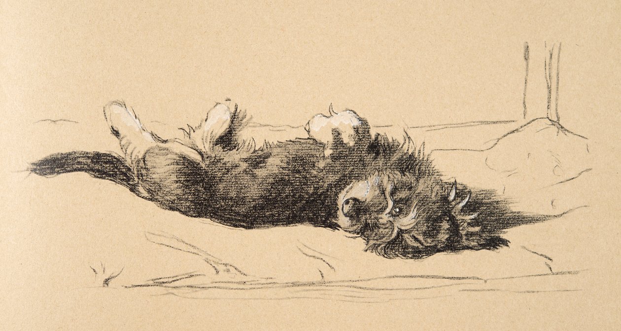 Rough Daschund Puppy Detail, 1930, Ilustracje z jego szkicownika używanego do Just Among Friends, Aldin, Cecil Charles Windsor (1870-1935), później opublikowane przez Eyre i Spottiswoode Limited, 1934, Cha autorstwa Cecil Charles Windsor Aldin