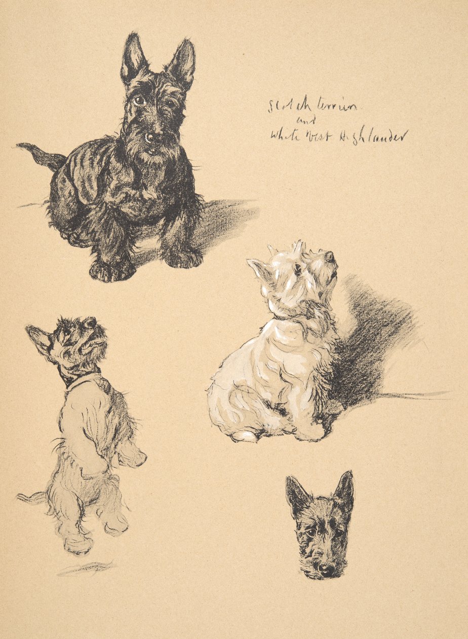 Scotch Terrier i White West Highlander, 1930, ilustracje z jego szkicownika używanego w Just Among Friends, Aldin, Cecil Charles Windsor (1870-1935), później opublikowane przez Eyre i Spottiswoode Limit autorstwa Cecil Charles Windsor Aldin