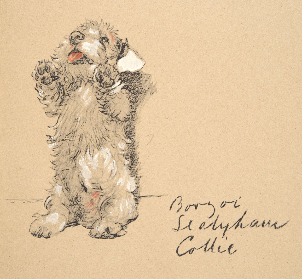 Sealyham, 1930,Ilustracje z jego szkicownika używanego do Just Among Friends, później wydane przez Eyre i Spottiswoode Limited, 1934 (kreda i węgiel drzewny na papierze) autorstwa Cecil Charles Windsor Aldin
