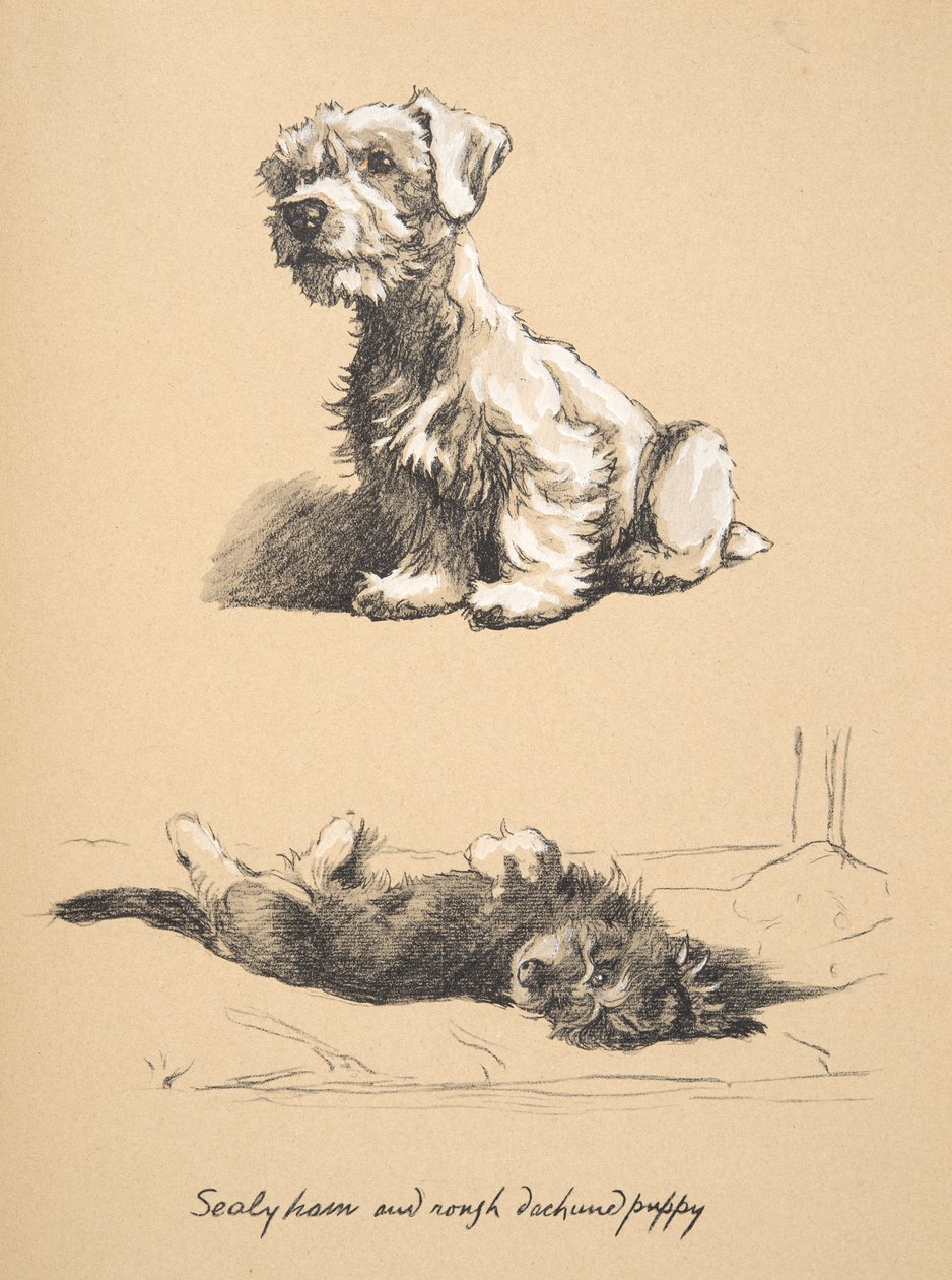 Sealyham and Rough Dachshund Puppy, 1930, Ilustracje ze szkicownika używanego w Just Among Friends, później wydane przez Eyre i Spottiswoode Limited, 1934 (kreda i węgiel na papierze) autorstwa Cecil Charles Windsor Aldin