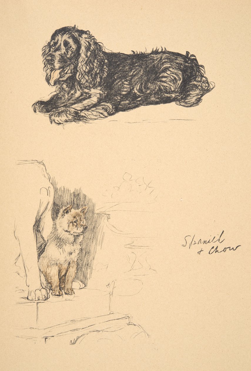 Spaniel i Chow, 1930, Ilustracje z jego szkicownika używanego do Just Among Friends, Aldin, Cecil Charles Windsor (1870-1935), później wydane przez Eyre i Spottiswoode Limited, 1934, Chalk and Char autorstwa Cecil Charles Windsor Aldin