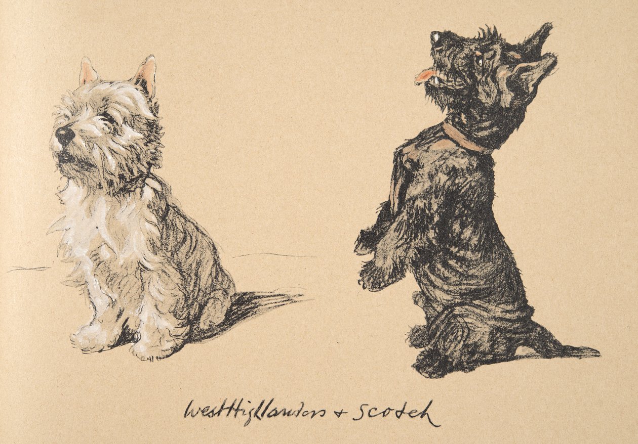 West Highlander and Scotch, 1930, Ilustracje z jego szkicownika użytego do „Just Among Friends”, Aldin, Cecil Charles Windsor (1870-1935), później wydane przez Eyre i Spottiswoode Limited, 1934, Ch autorstwa Cecil Charles Windsor Aldin