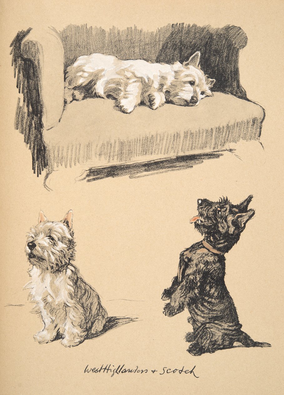 West Highlanders and Scotch, 1930,Ilustracje z jego szkicownika używanego w Just Among Friends, później wydane przez Eyre i Spottiswoode Limited, 1934 (kreda i węgiel na papierze) autorstwa Cecil Charles Windsor Aldin