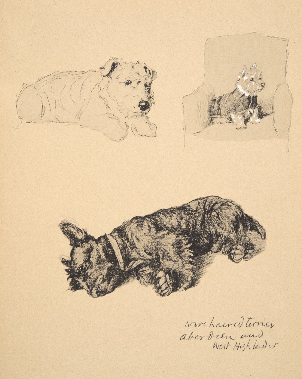 Wire-Haired Terrier, Aberdeen i West Highlander, 1930, Ilustracje z jego szkicownik używany do Just Among Friends, Aldin, Cecil Charles Windsor (1870-1935), później opublikowane przez Eyre i Spottiswo autorstwa Cecil Charles Windsor Aldin