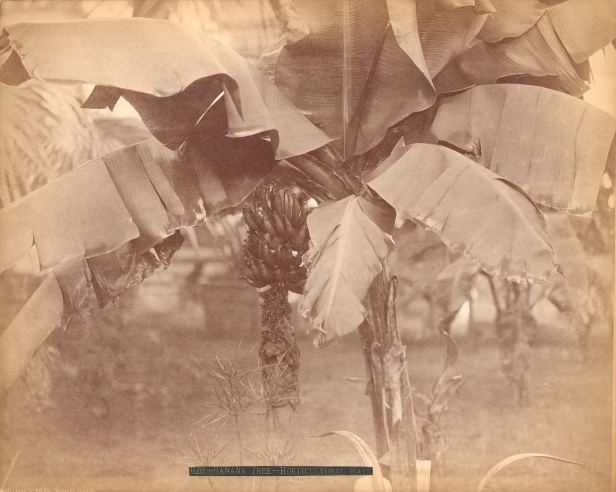 Drzewo bananowe, hala ogrodnicza, wystawa stulecia, Filadelfia autorstwa Centennial Photographic Co.