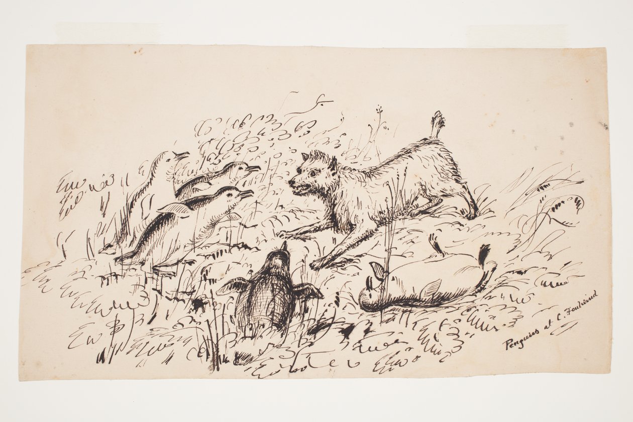 Pingwiny w Cape Foulwind autorstwa Charles Heaphy