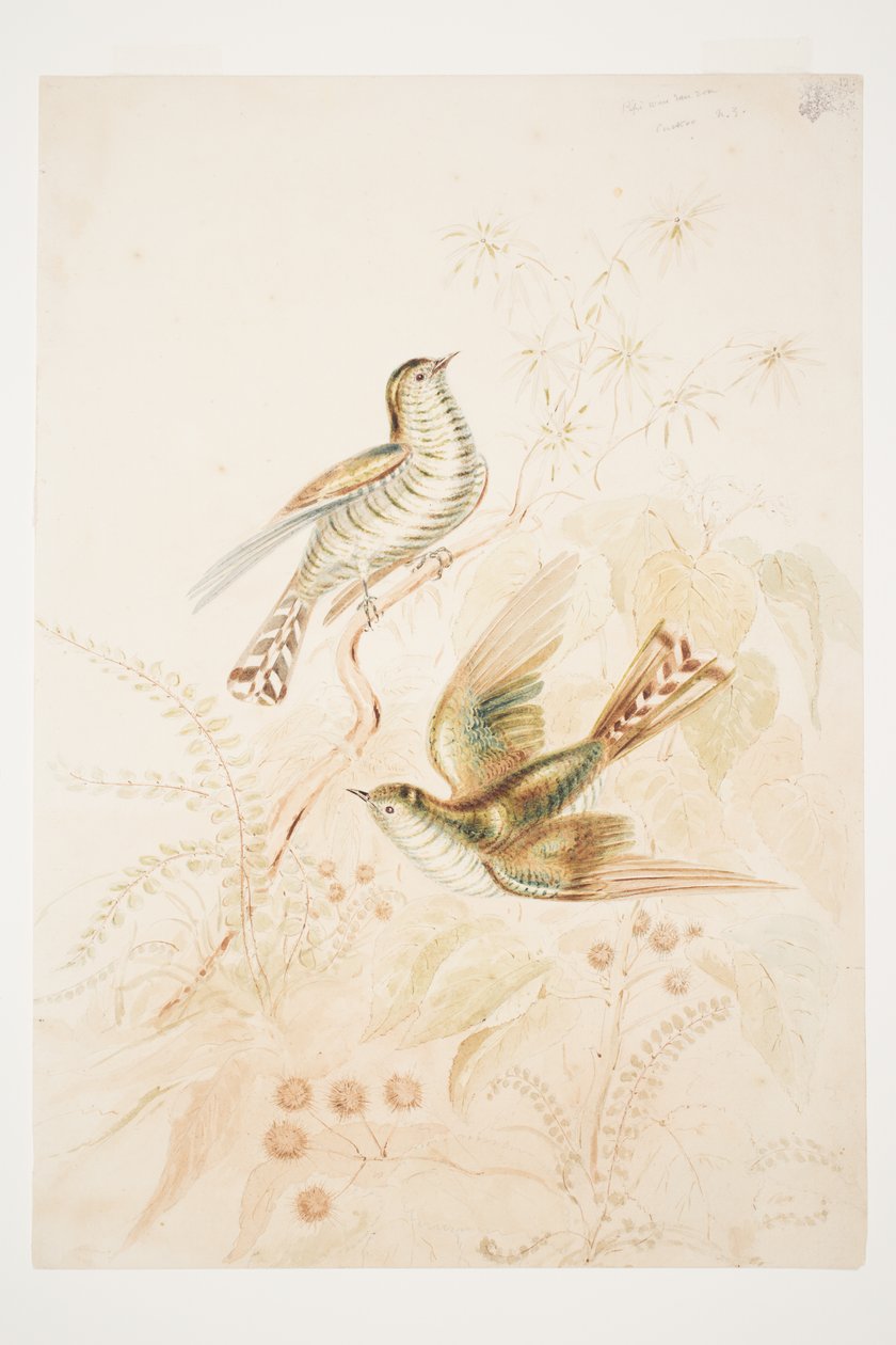 Pipi wau rau roa (Pipiwharauroa) Kukułka N.Z autorstwa Charles Heaphy