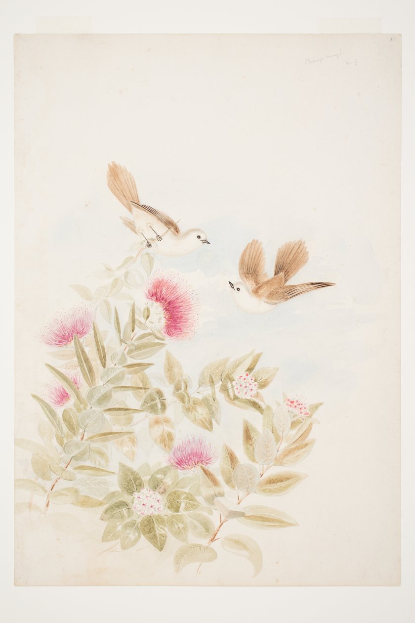 Prognoza pogody N.Z. autorstwa Charles Heaphy