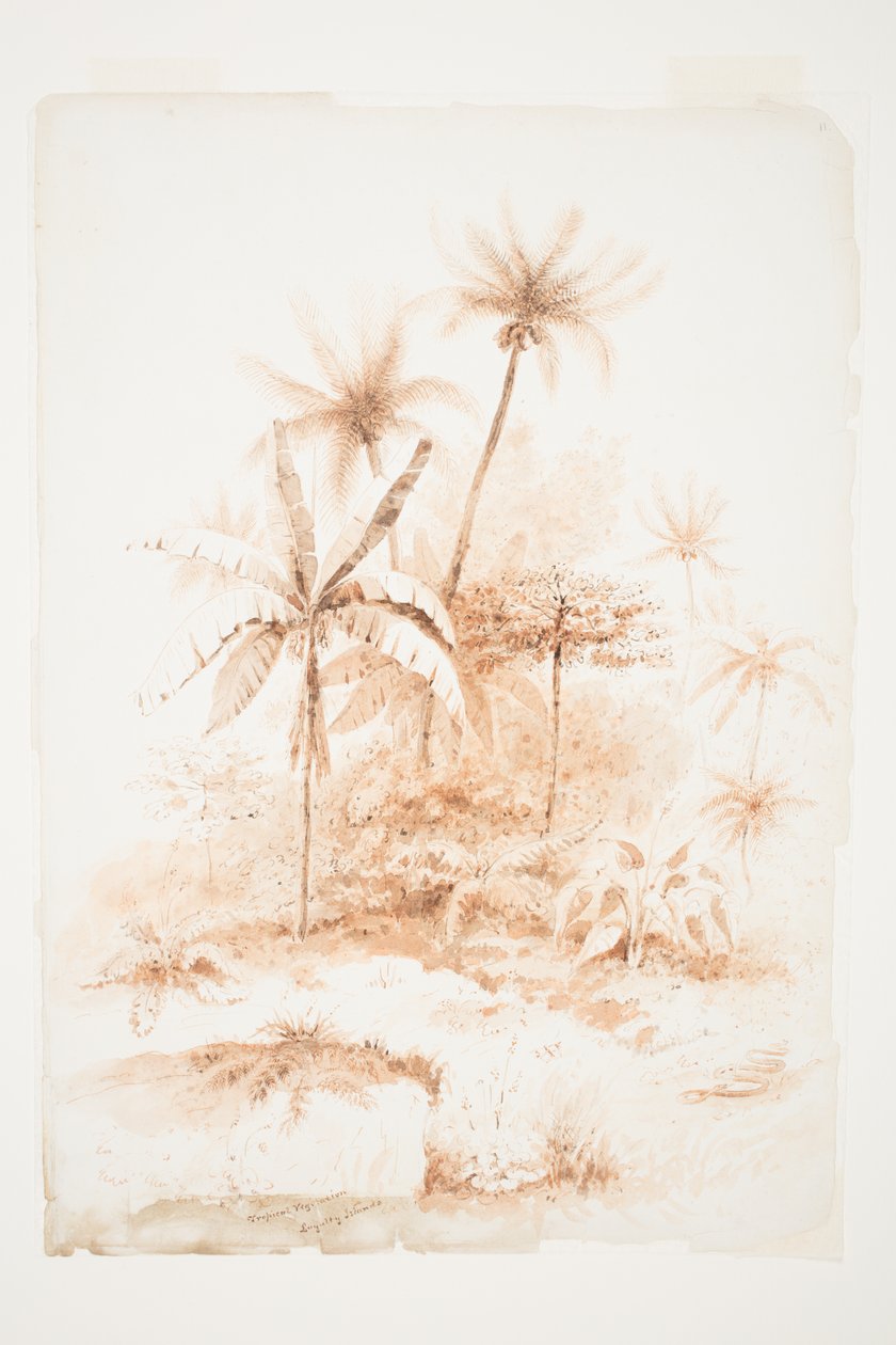 Tropikalna roślinność, Wyspy Lojalności autorstwa Charles Heaphy