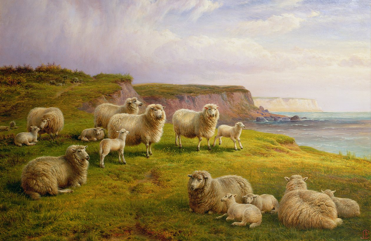 Owce na wybrzeżu Dorset autorstwa Charles Jones