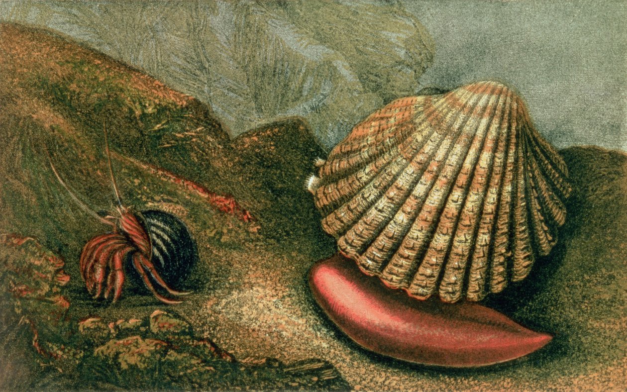 Cardum Rusticum i Pagurus Bernhardi w barwinku, z „Glaucus or the Wonders of the Shore” napisanej i zilustrowanej przez Charlesa Kingsleya autorstwa Charles Kingsley