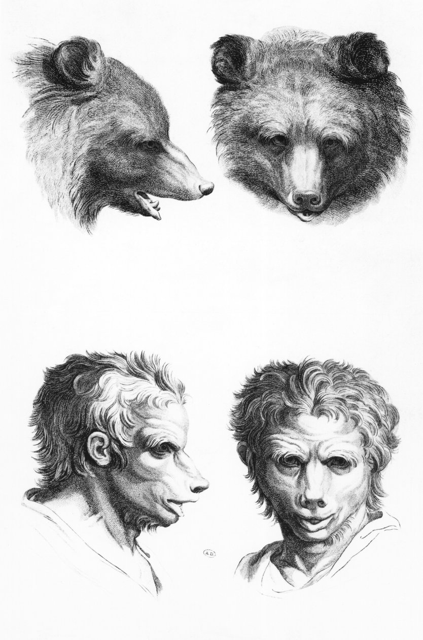 Podobieństwa między głową niedźwiedzia a mężczyzną z „Livre de portraiture pour ci, którzy zaczynają rysować” Le Bruna autorstwa Charles Le Brun