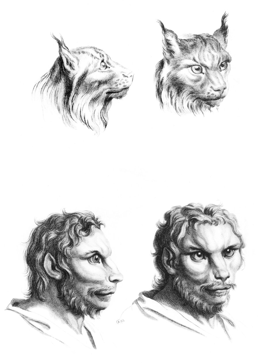 Podobieństwa między głowami rysia i mężczyzny, z „Livre de portraiture pour ci, którzy zaczynają rysować” Le Bruna autorstwa Charles Le Brun