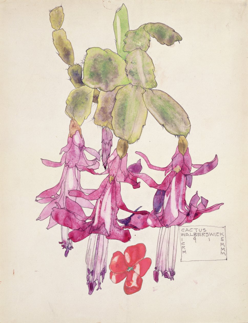 Kwiat kaktusa autorstwa Charles Rennie Mackintosh