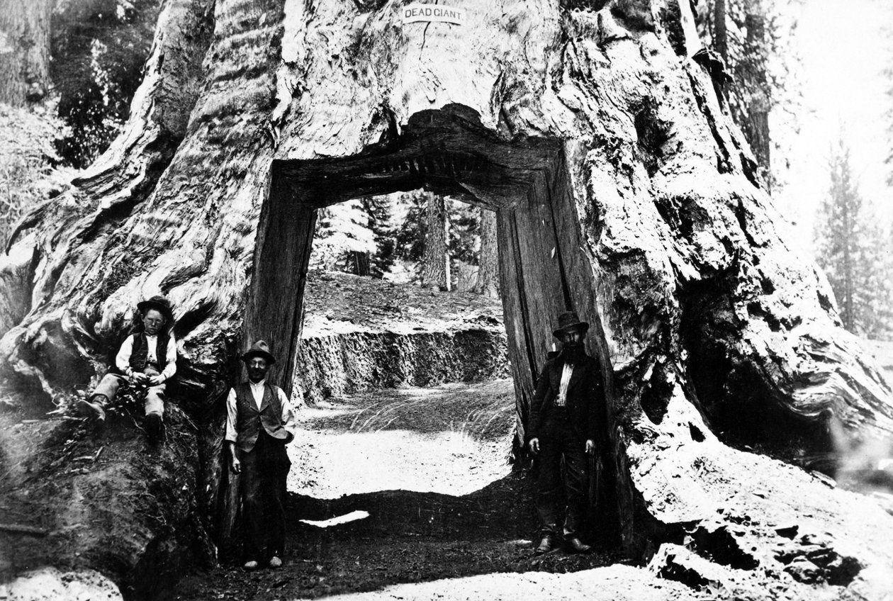 Drzewo Wawona, ok.1890 autorstwa Charles Roscoe Savage