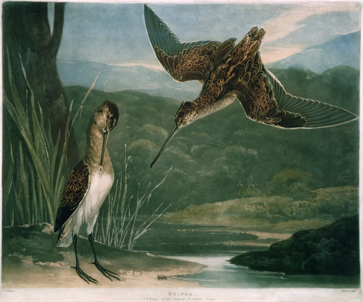Snipes, płyta 3 British Feather Game, grawerowana przez artystę, wyd. R. Ackermann, ok. 1810 (rycina mezzotinta) autorstwa Charles Yardley Turner