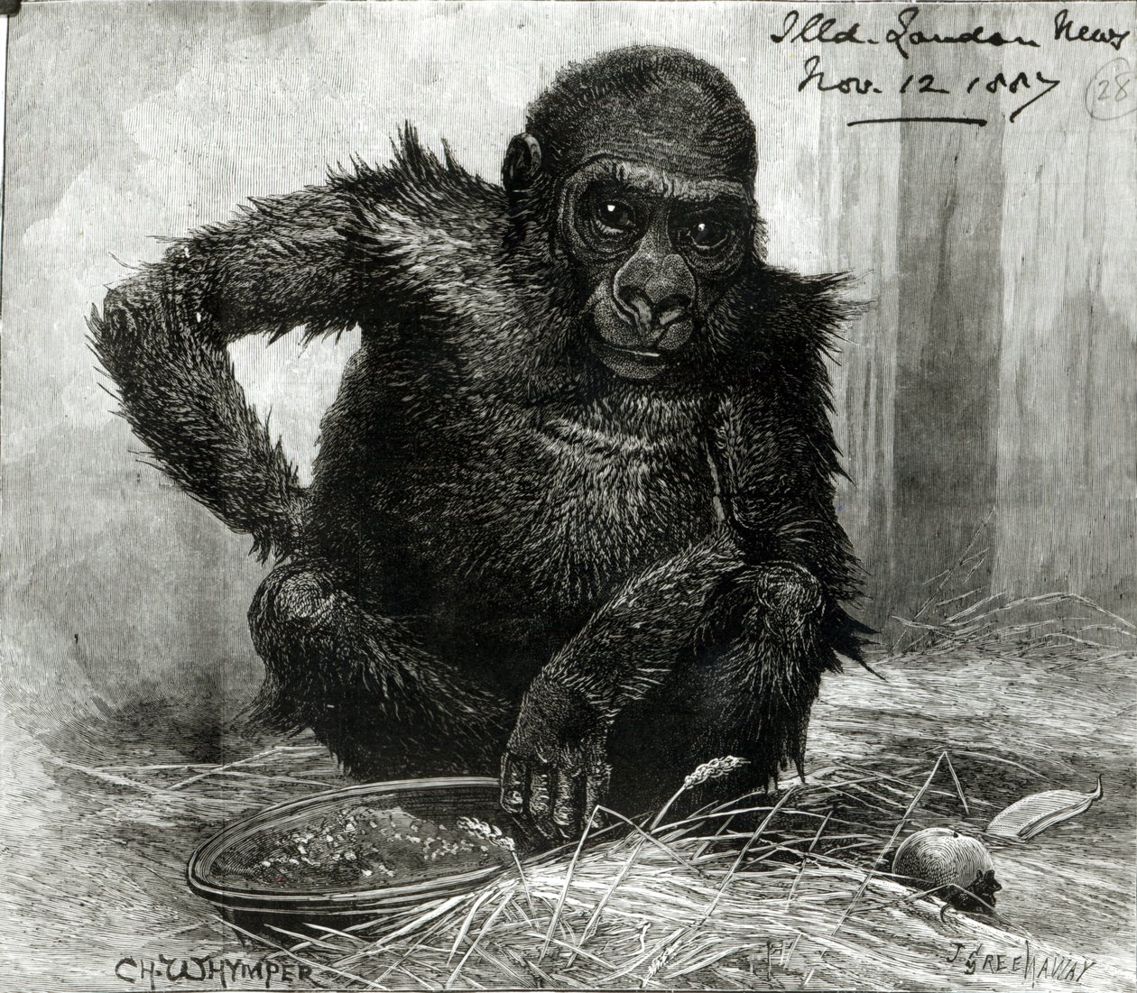 Goryl w Ogrodach Towarzystwa Zoologicznego, z "Ilustrowanych Wiadomości Londyńskich", 12 listopada 1887 r. autorstwa Charles Whymper