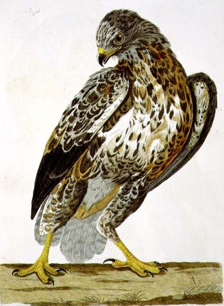 Talerz Myszołów (Buteo buteo) z 