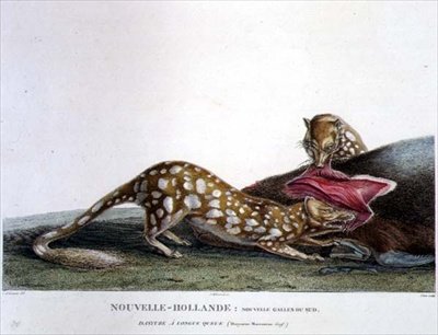Dasyurus Macrourus, Long-Tailed Dasyure, z Nowej Południowej Walii, New Holland, tablica 33 z "Voyage of Discovery to Australian Lands", wyryte przez Canu, pub. 1800-04 (rycina kolorowa) autorstwa Charles Alexandre (after) Lesueur