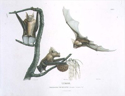 Rhinolophus Crumeniferus, nietoperz podkowy, z Timoru, tablica 35 z „Podróży odkrywczej do ziem australijskich”, ryt. Choubard, wyd. 1800-04 (grawerowanie) autorstwa Charles Alexandre (after) Lesueur