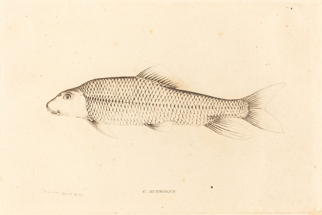 C. Aureolus autorstwa Charles Alexandre Lesueur