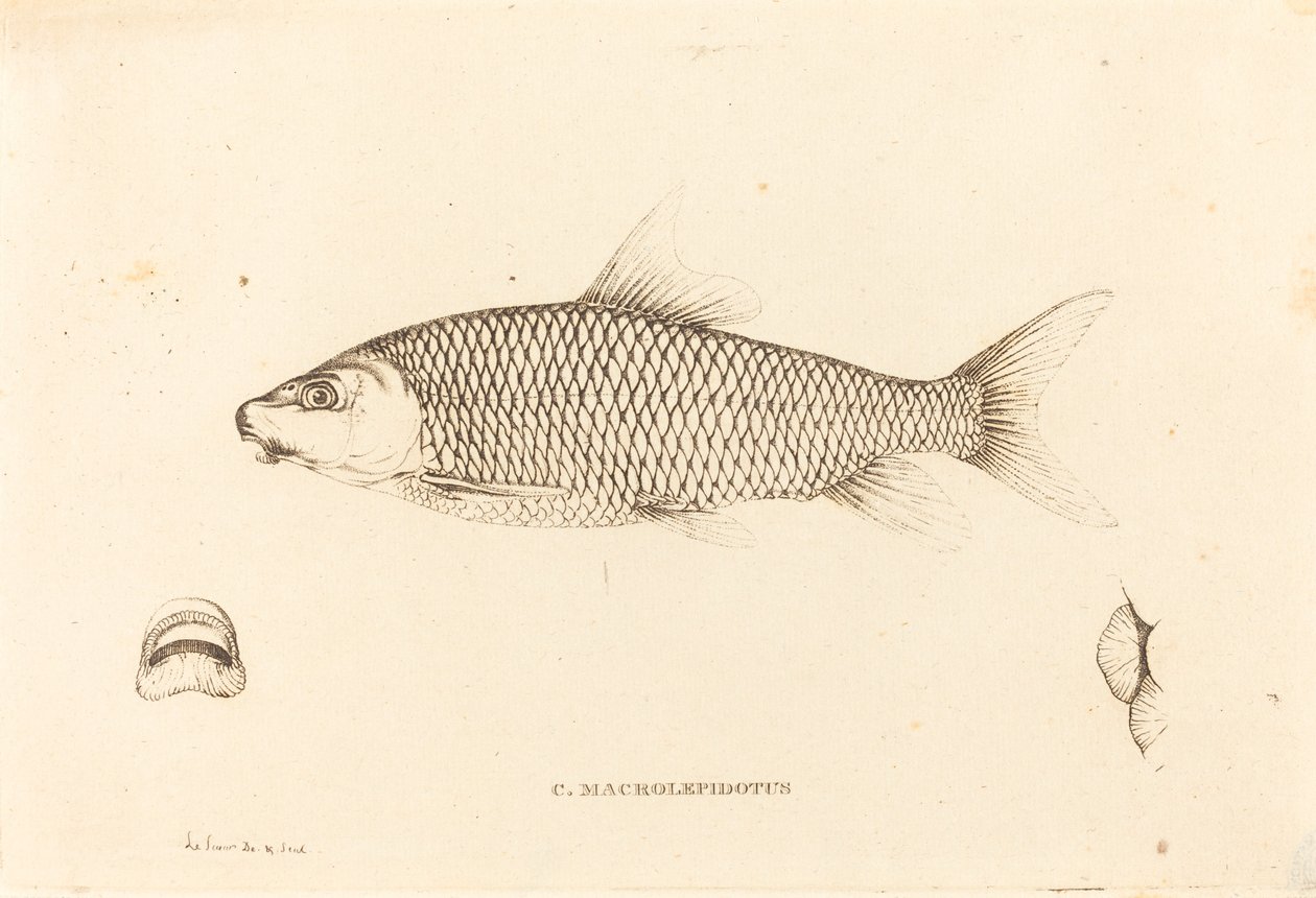 C. Macrolepidotus autorstwa Charles Alexandre Lesueur
