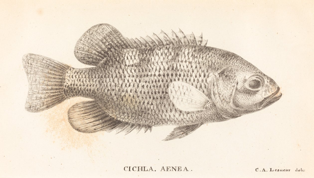 Cichla, Eneasz autorstwa Charles Alexandre Lesueur