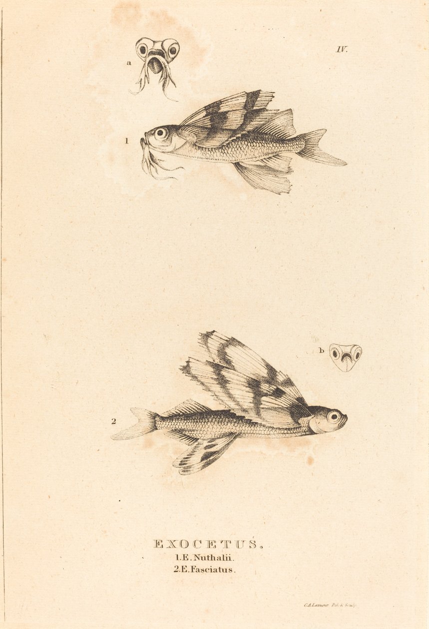 Exocetus autorstwa Charles Alexandre Lesueur