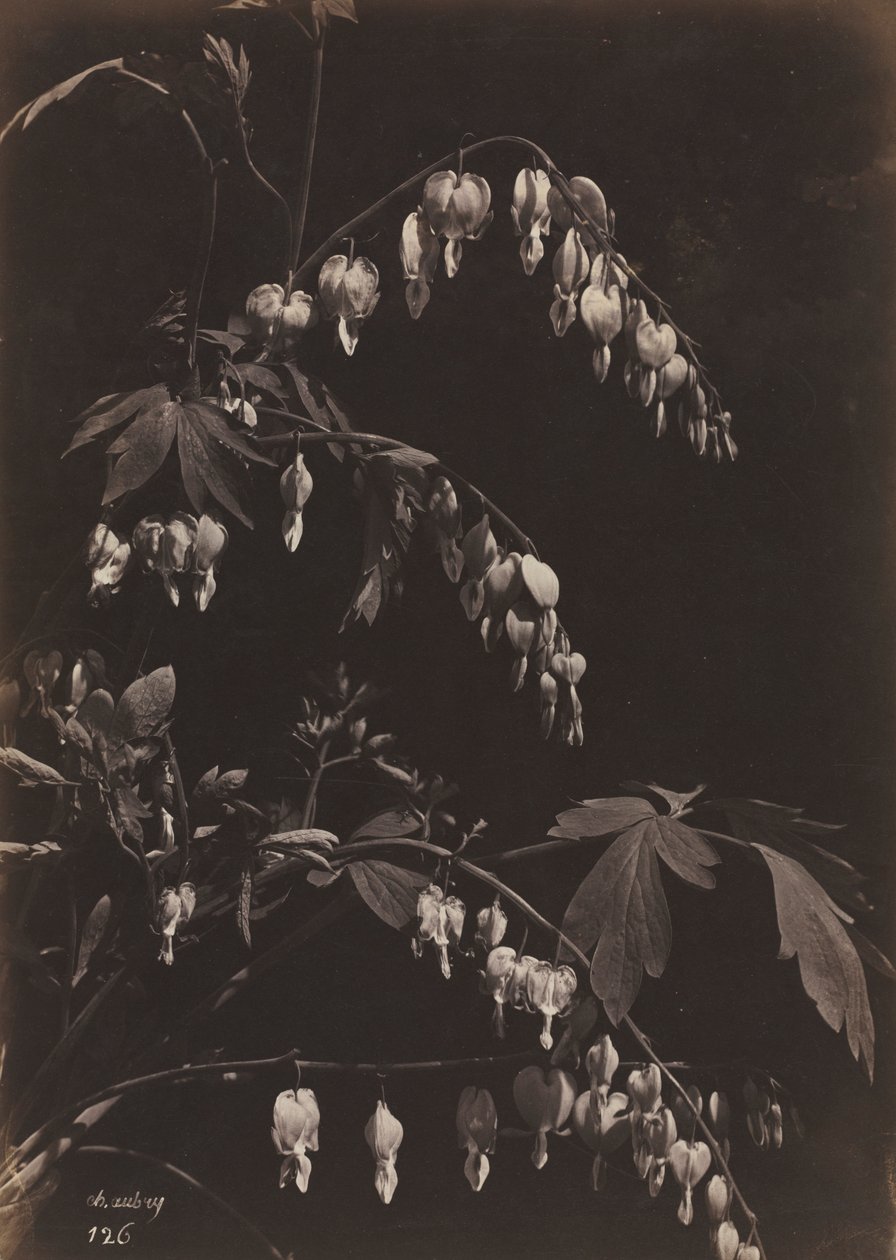 Kwiecista martwa natura Krwawiące serca, ok. 1930 r. 1865. autorstwa Charles Aubry