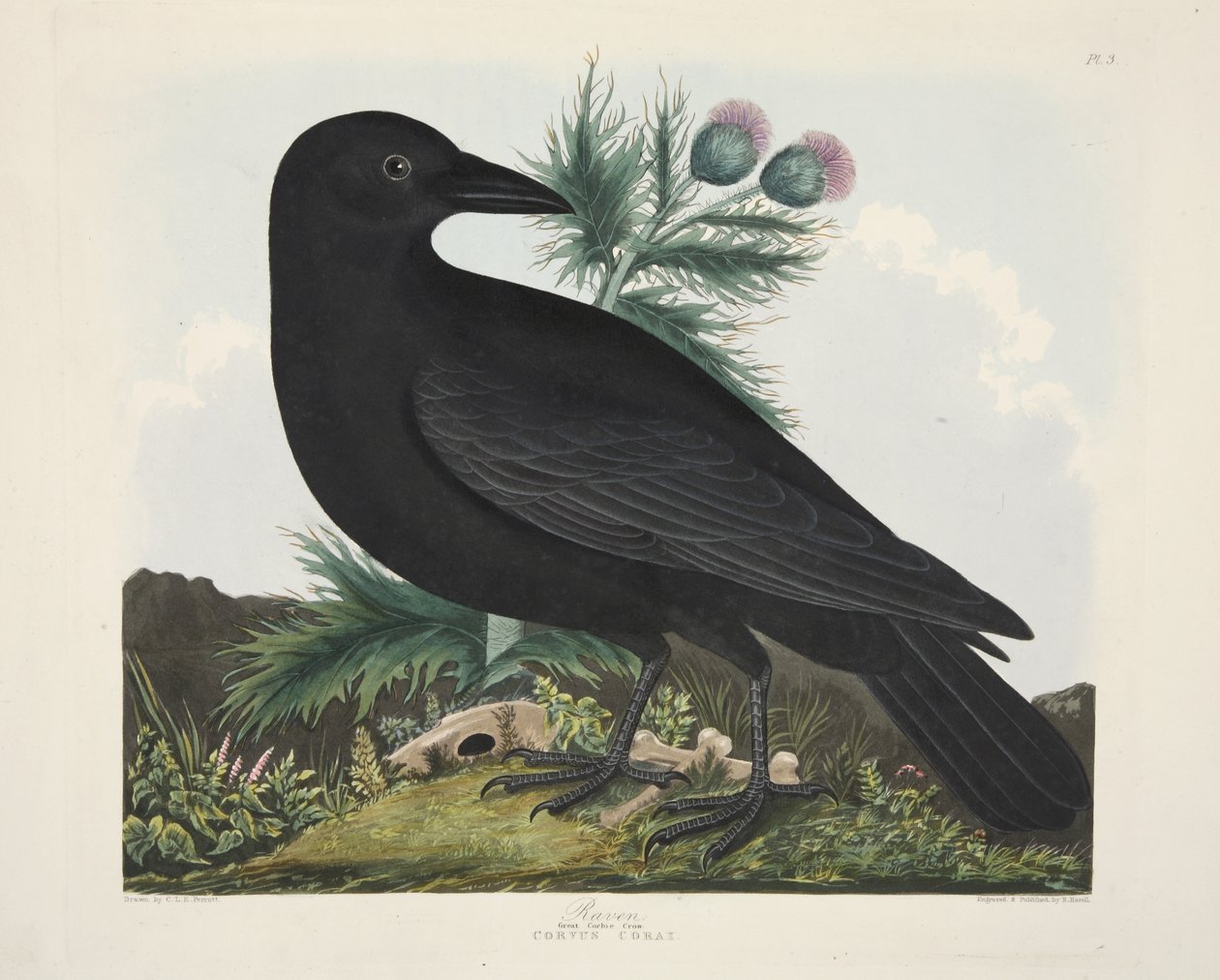 Raven, Corvus Corai, z „Wyboru ptaków brytyjskich”, wyd. 1835 (grawerowanie ręcznie kolorowane) autorstwa Charles Auguste (after) Steuben