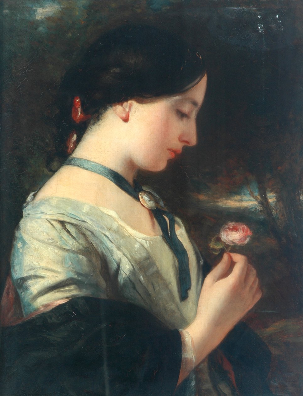 Angielska Róża autorstwa Charles Baxter