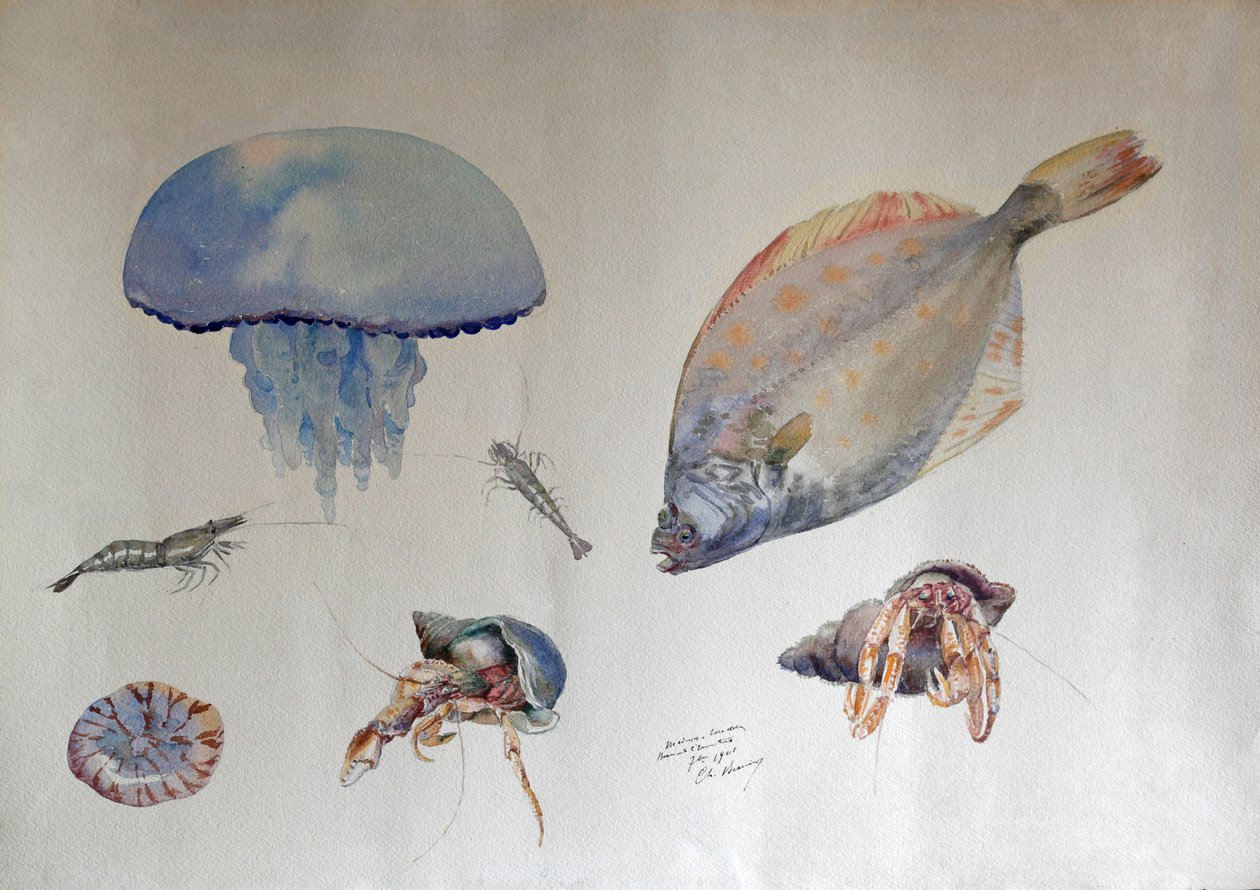 Akwarela z meduzą, ok. 1901 (akwarela) autorstwa Charles Bernier