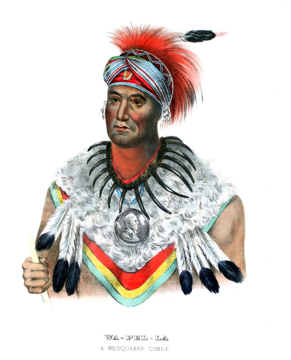 Wapella autorstwa Charles Bird (after) King