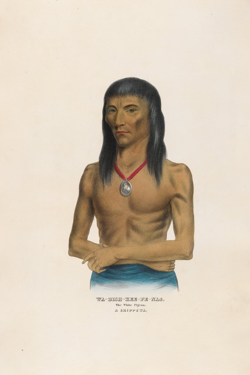 Wa-bish-kee-pe-nas - Biały gołąb autorstwa Charles Bird King