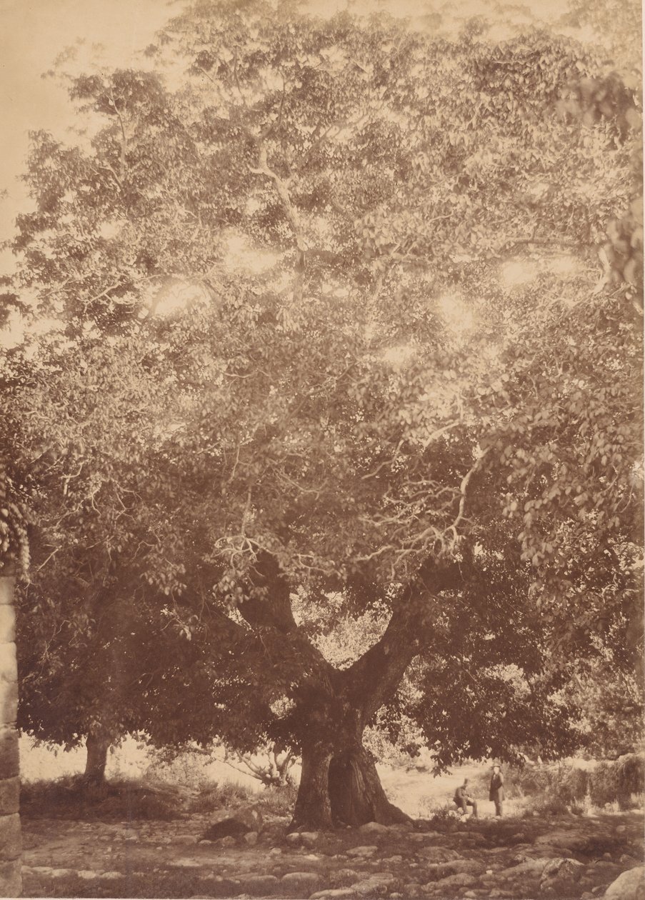 Orzech włoski cesarza Karola V, Yuste, 1858. autorstwa Charles Clifford