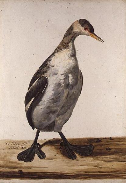 The Greater Loon (akwarela na papierze) autorstwa Charles Collins