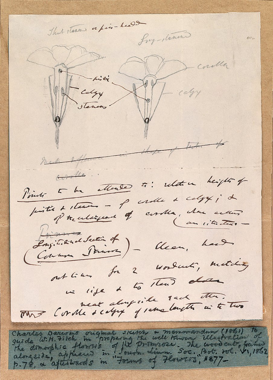 Szkic autografu dymorficznych kwiatów pierwiosnka, 1861 autorstwa Charles Darwin