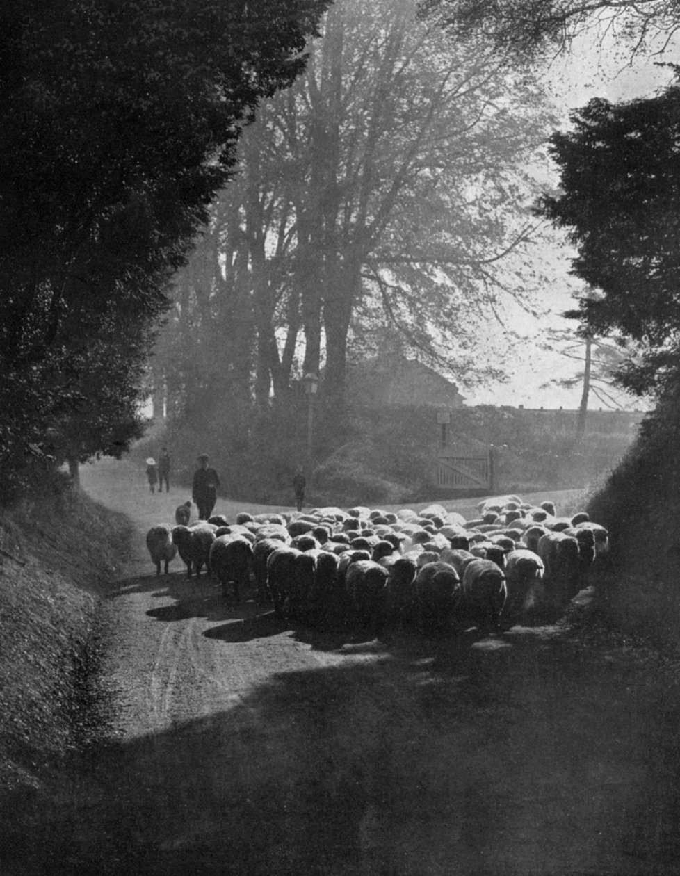 Owce w drodze na Wilton Sheep Fair, Wilton, Wiltshire, 1924-1926 autorstwa Charles E. Brown