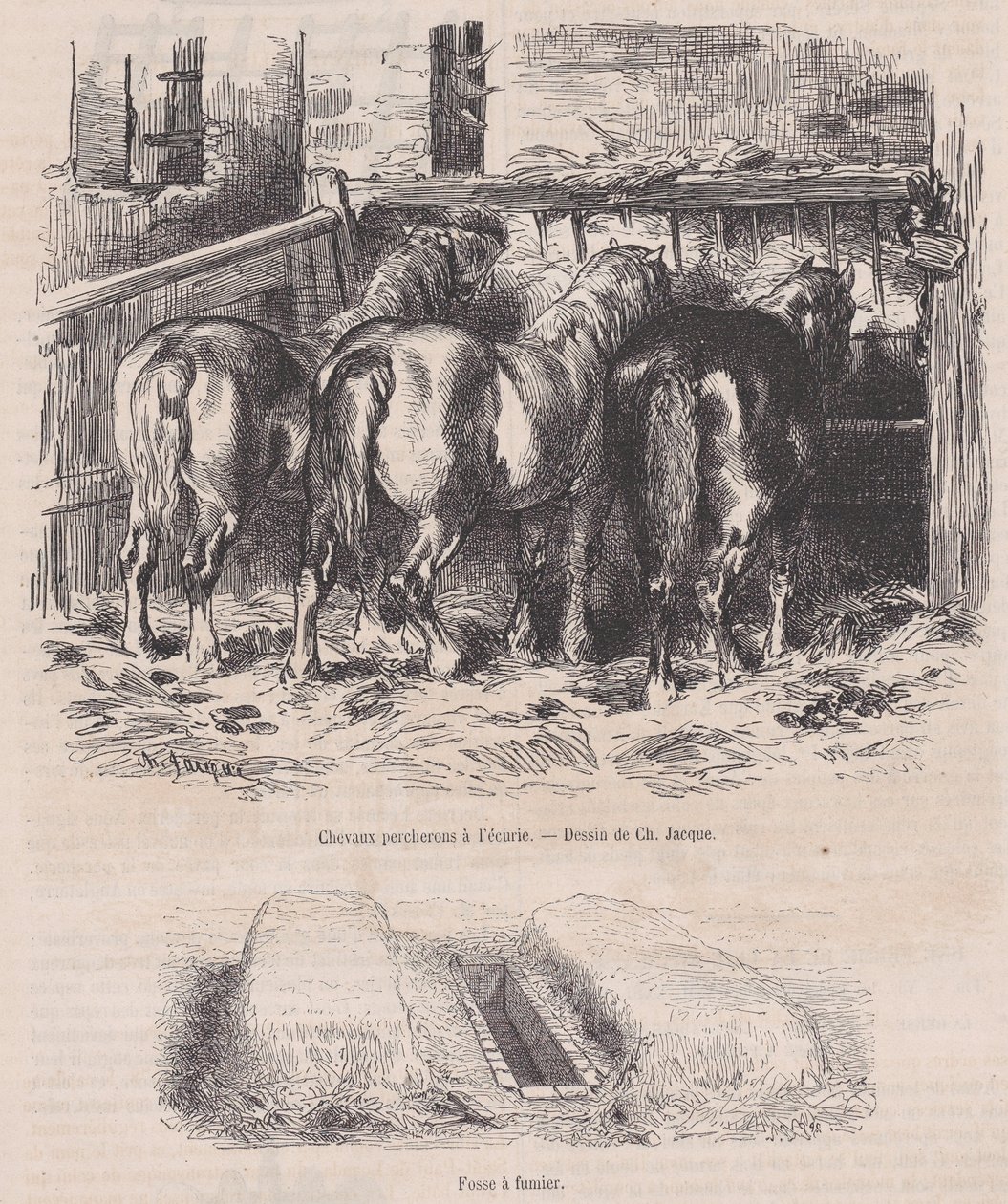 Konie perszeron w stajni, dół obornikowy, od Magasin Pittoresque, ok. 1900 r. 1852., ca. 1852. autorstwa Charles Emile Jacque