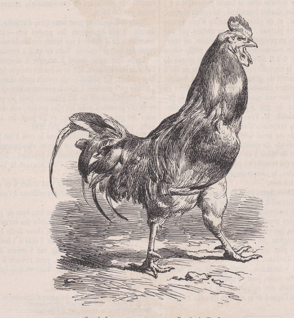 Kogut hodowlany, rasa pospolita, z Magasin Pittoresque, ca. 1852. autorstwa Charles Emile Jacque