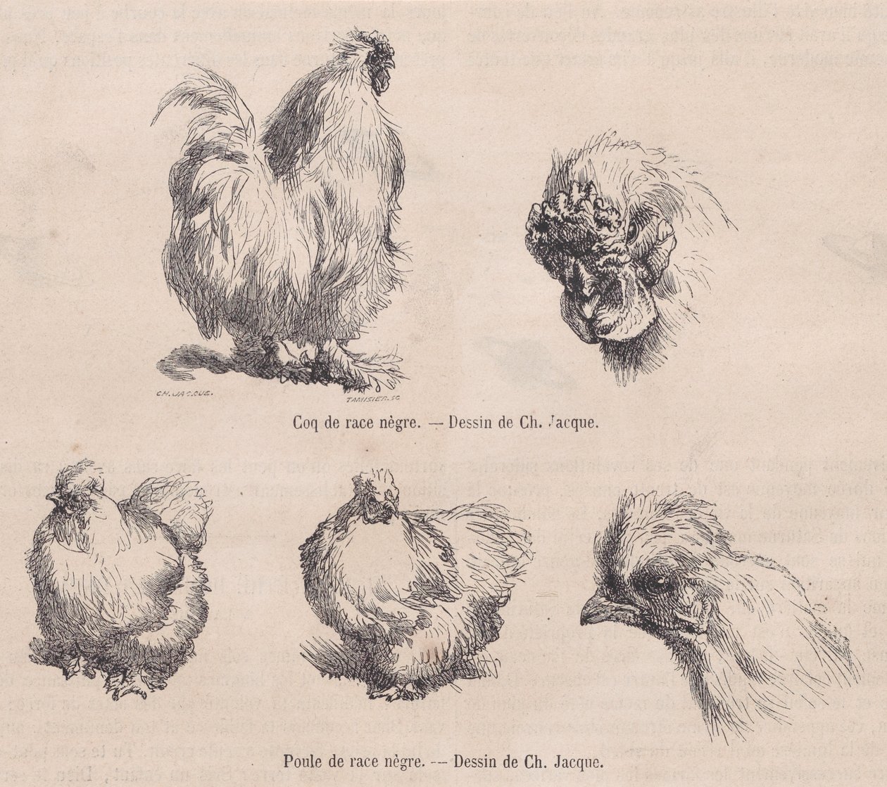 Silkie Cockerel i Silkie Hen, z Le Magasin Pittoresque, wrzesień 1861 autorstwa Charles Emile Jacque