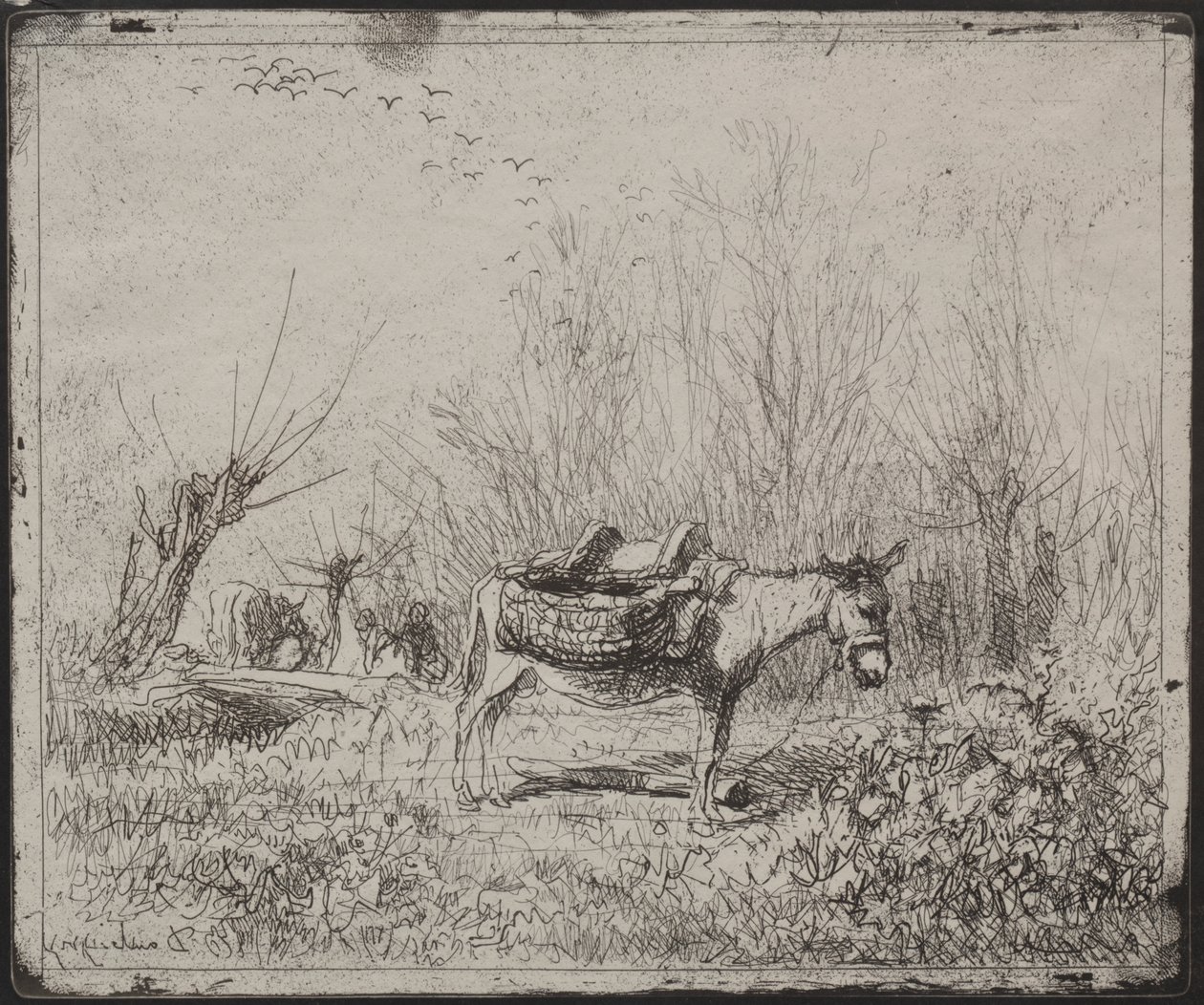 Osioł na polu autorstwa Charles Francois Daubigny