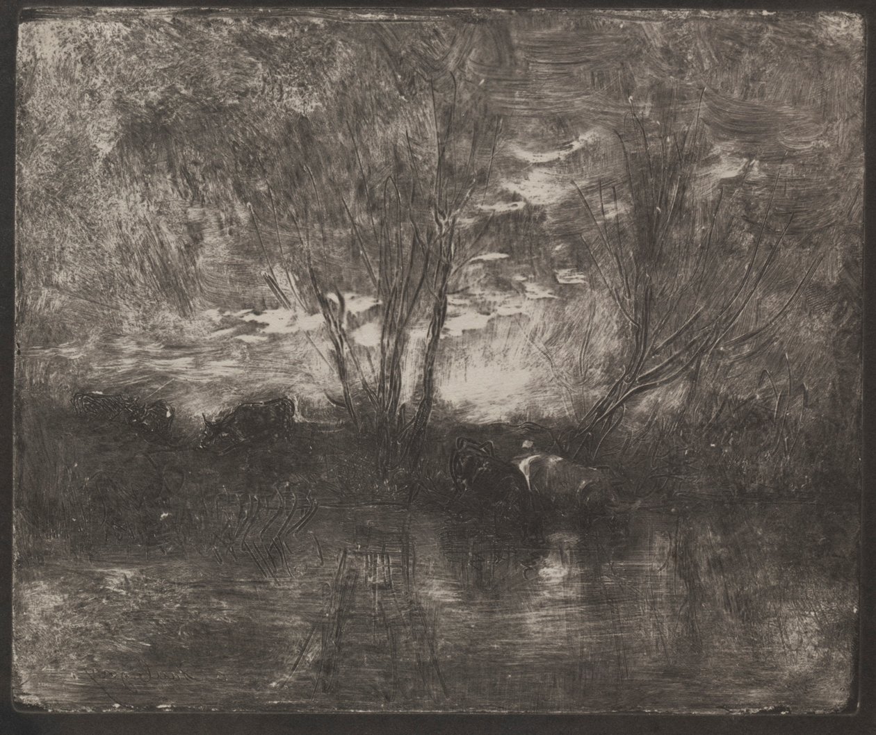 Krowy w wodopoju, oryginalny odcisk 1862, wydrukowany w 1921 r. autorstwa Charles Francois Daubigny
