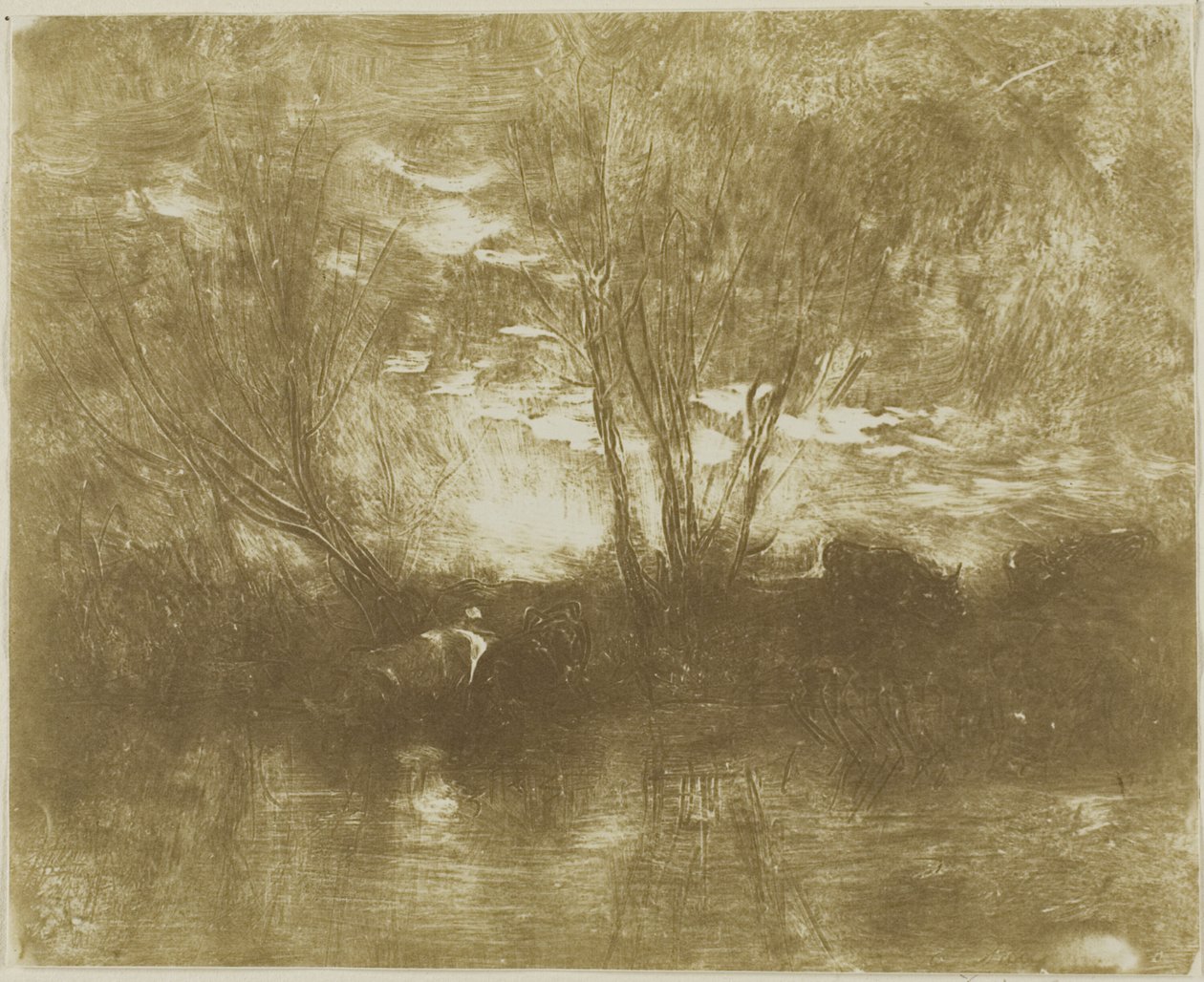 Krowy w wodopoju autorstwa Charles Francois Daubigny