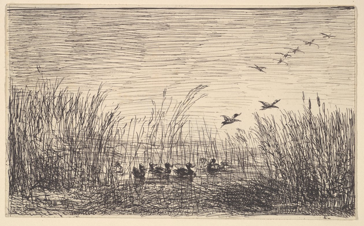 Kaczki na bagnach, [1862], przedruk 1921. autorstwa Charles Francois Daubigny